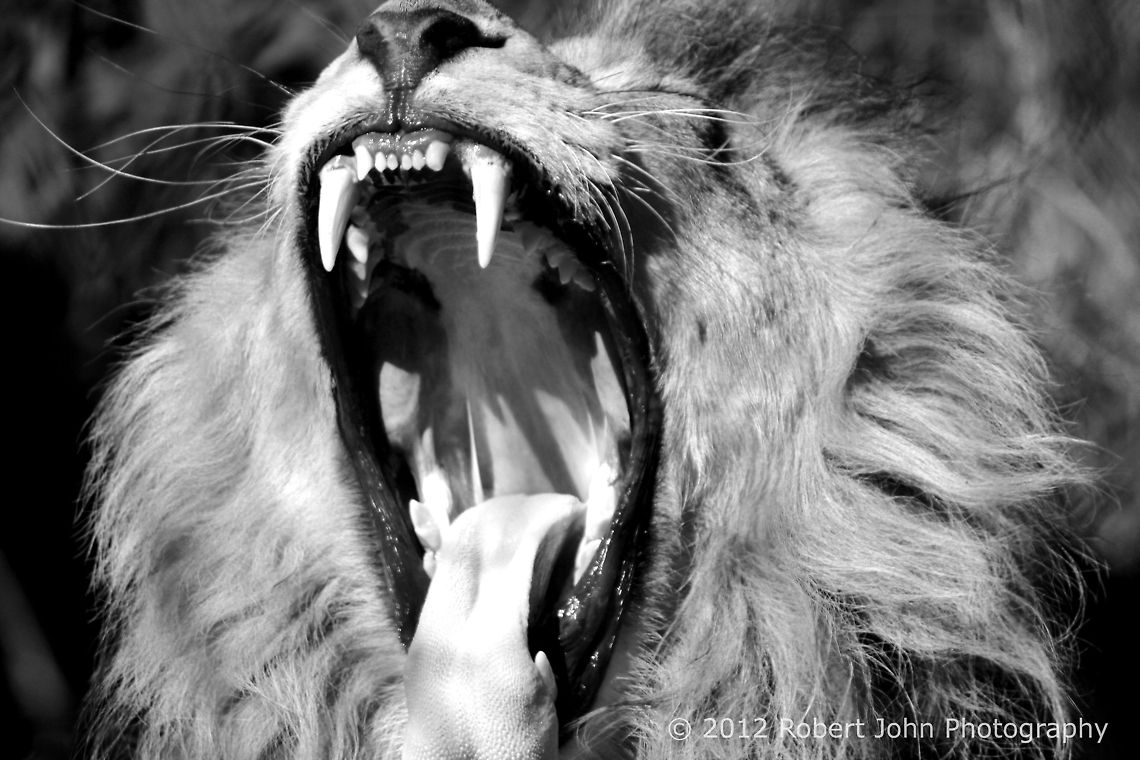 Rawr! ...or just sleepy. Geotagged,Lion,Panthera leo,United Kingdom