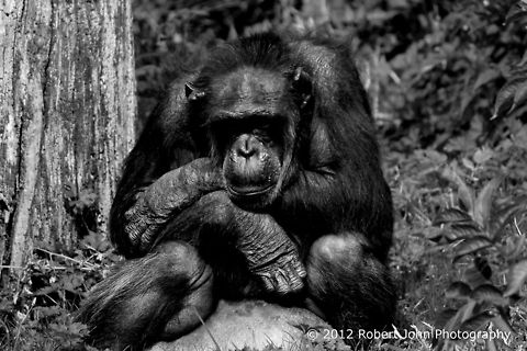 A low point. Someone needs a hug. Common chimpanzee,Geotagged,Pan troglodytes,United Kingdom