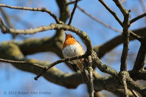 Robin  Erithacus rubecula,European Robin,Geotagged,United Kingdom