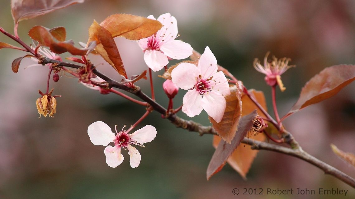 Blossom  Cherry plum,Geotagged,Prunus cerasifera,United Kingdom