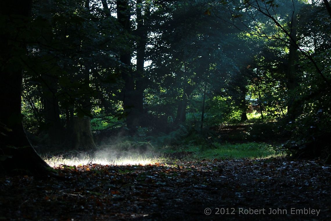 Sun ray in dark forest  Geotagged,United Kingdom