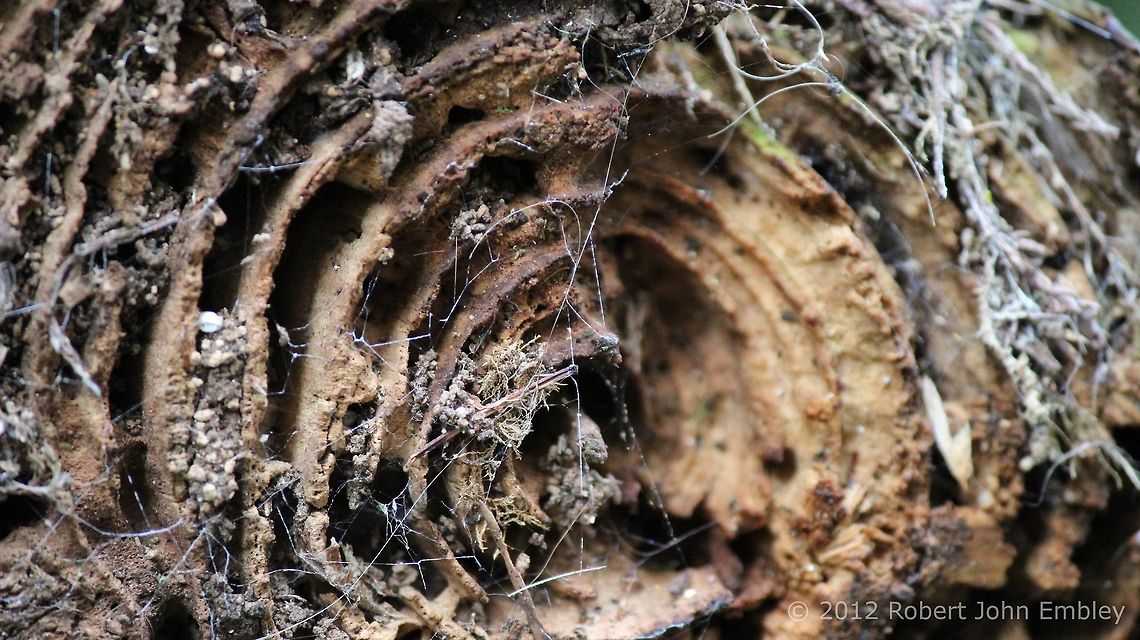 Webbed  Geotagged,United Kingdom