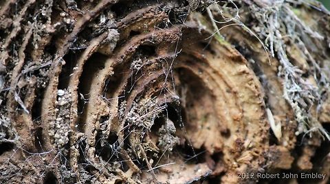 Webbed  Geotagged,United Kingdom