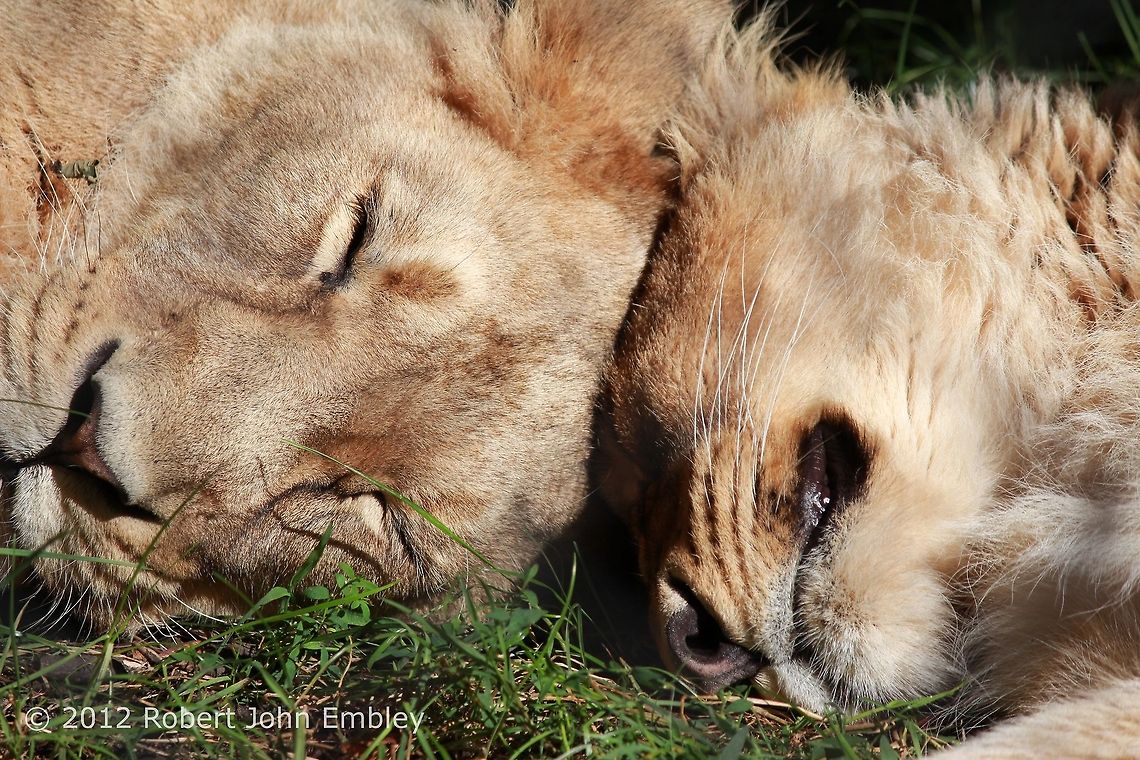 Lion Sisters  Geotagged,Lion,Panthera leo,United Kingdom