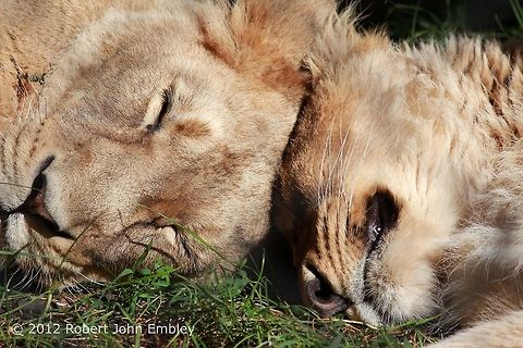 Lion Sisters  Geotagged,Lion,Panthera leo,United Kingdom