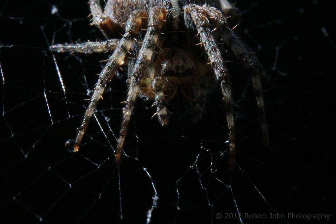 Spider My first attempt at macro photography. Shot using extension tubes and an 18-55mm lens. Araneus diadematus,European garden spider,Geotagged,United Kingdom