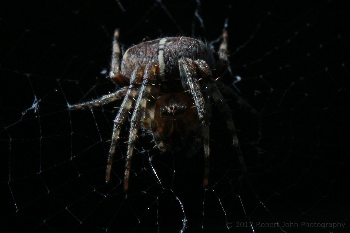Hello there. Shot using extension tubes and an 18-55mm lens. Araneus diadematus,European garden spider,Geotagged,United Kingdom