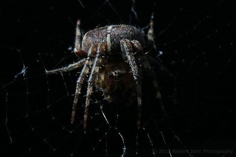Hello there. Shot using extension tubes and an 18-55mm lens. Araneus diadematus,European garden spider,Geotagged,United Kingdom