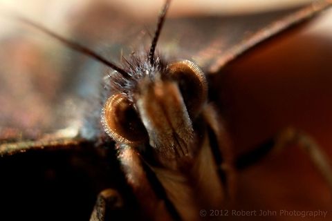 Black Butterfly Shot using extension tubes with an 18-55mm lens. Geotagged,United Kingdom