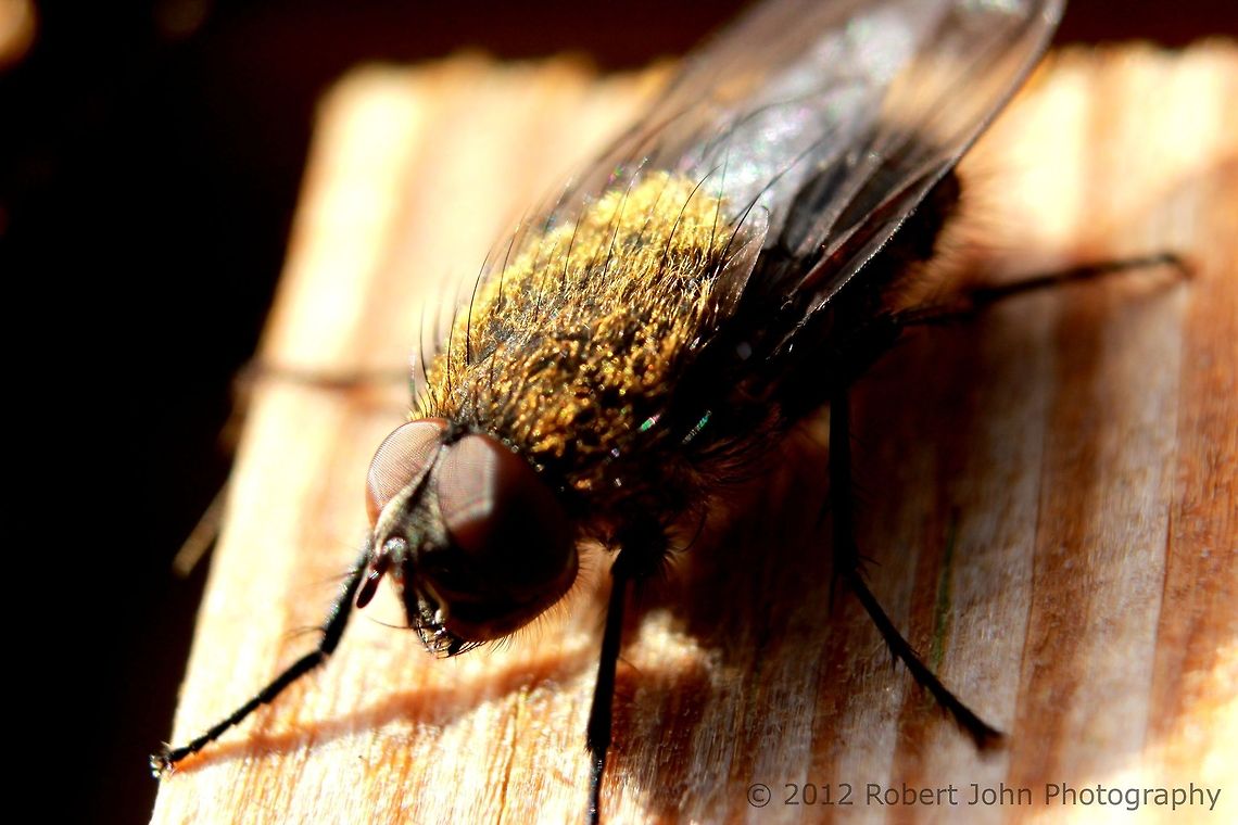 Fly  Geotagged,United Kingdom