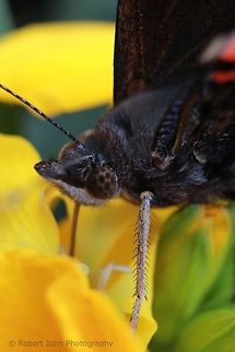 Butterfly  Geotagged,Red Admiral,United Kingdom,Vanessa atalanta