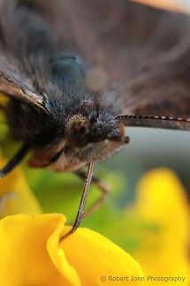 Butterfly  Geotagged,Red Admiral,United Kingdom,Vanessa atalanta