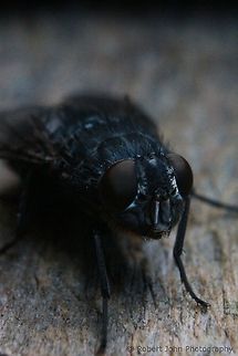 Fly  Geotagged,Housefly,Musca domestica,United Kingdom