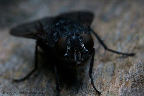 Fly  Geotagged,Housefly,Musca domestica,United Kingdom