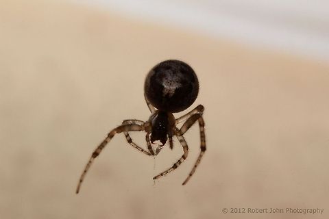 Spider Chomp  Geotagged,United Kingdom