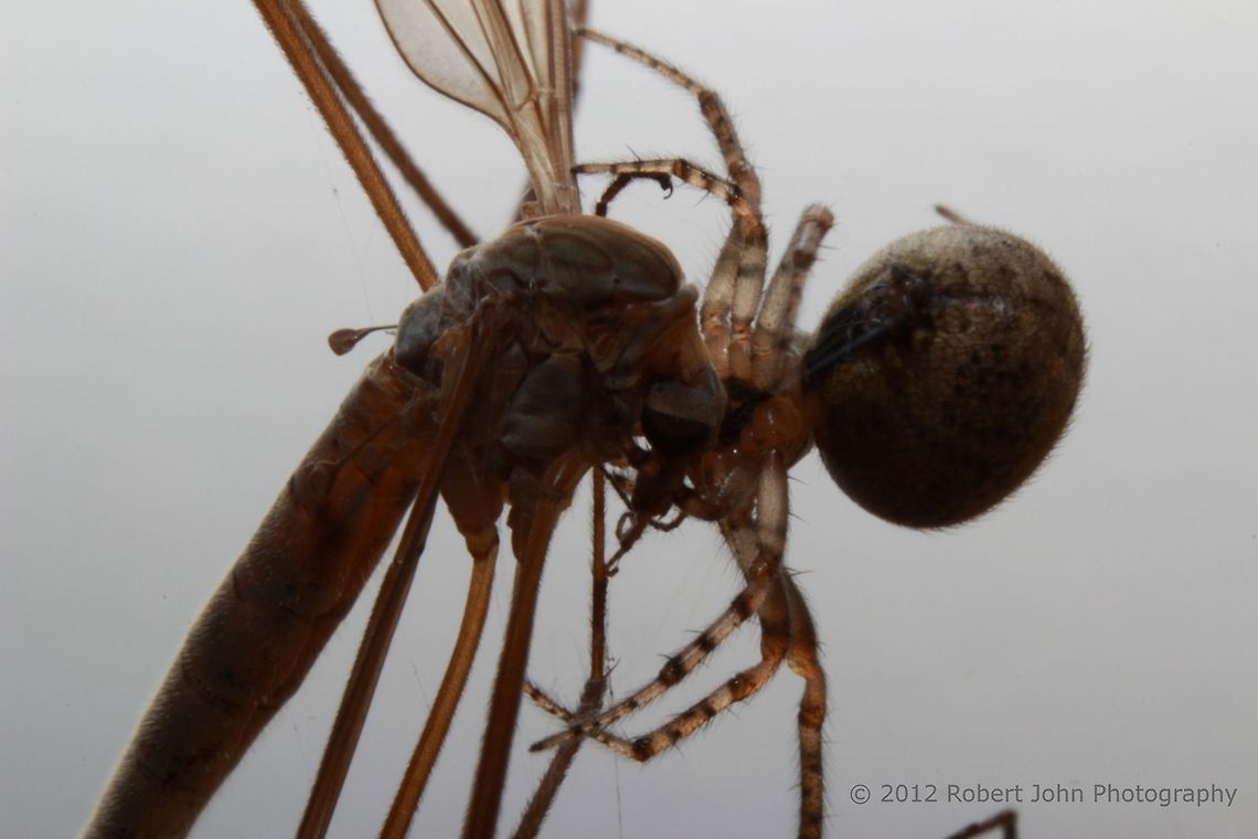 One life to sustain another.  Crane Fly,Geotagged,Tipula oleracea,United Kingdom