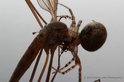 One life to sustain another.  Crane Fly,Geotagged,Tipula oleracea,United Kingdom