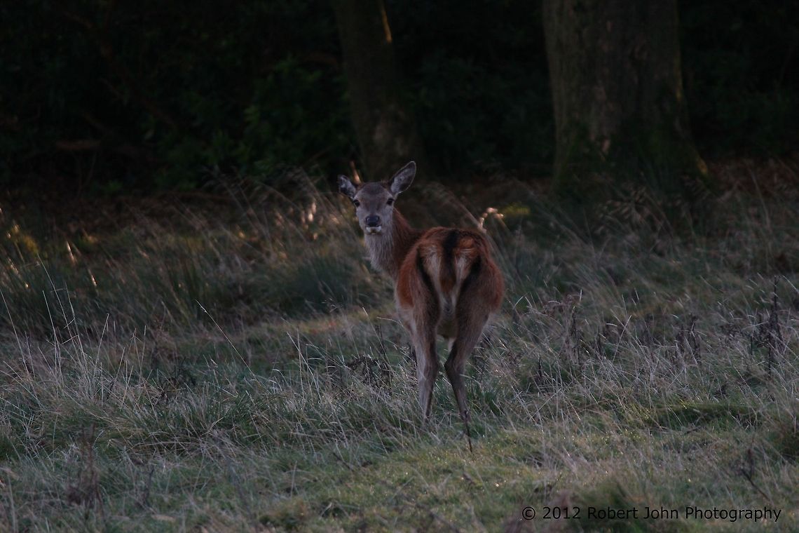 Fawn  Dama dama,Fallow Deer,Geotagged,United Kingdom