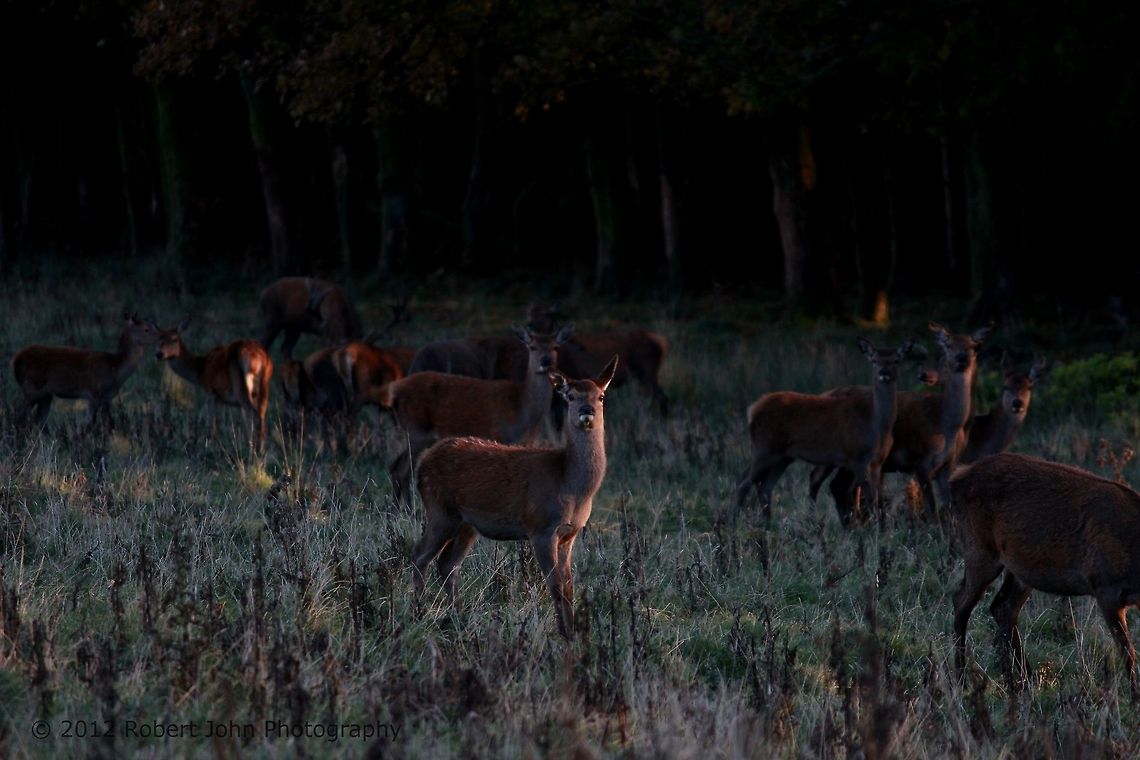 Curiosity  Dama dama,Fallow Deer,Geotagged,United Kingdom