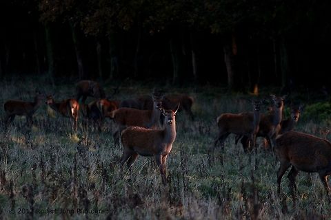 Curiosity  Dama dama,Fallow Deer,Geotagged,United Kingdom