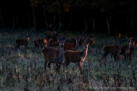 Sniffing the air  Dama dama,Fallow Deer,Geotagged,United Kingdom