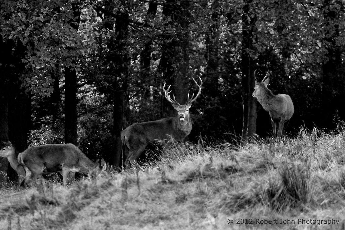 Stag  Dama dama,Fallow Deer,Geotagged,United Kingdom