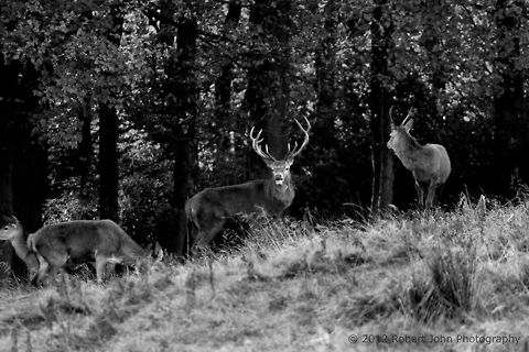 Stag  Dama dama,Fallow Deer,Geotagged,United Kingdom
