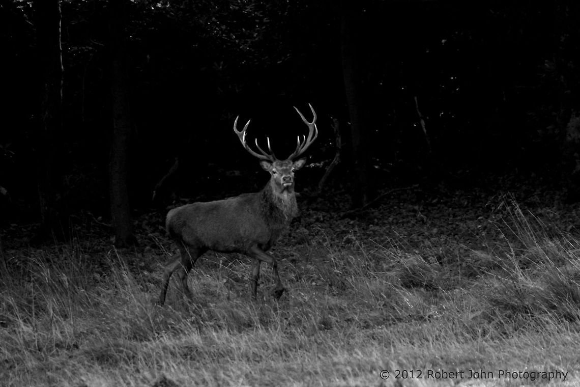 Stag  Dama dama,Fallow Deer,Geotagged,United Kingdom