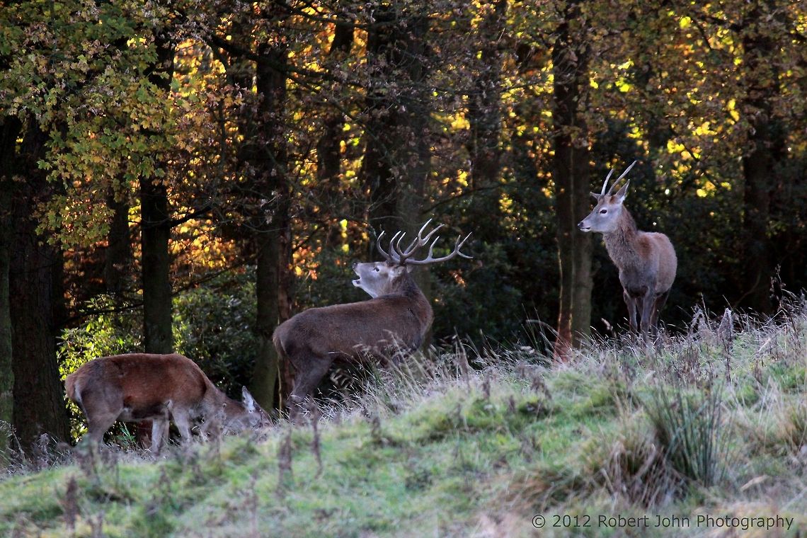 Fallow Deer  Dama dama,Fallow Deer,Geotagged,United Kingdom