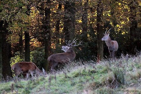 Fallow Deer  Dama dama,Fallow Deer,Geotagged,United Kingdom