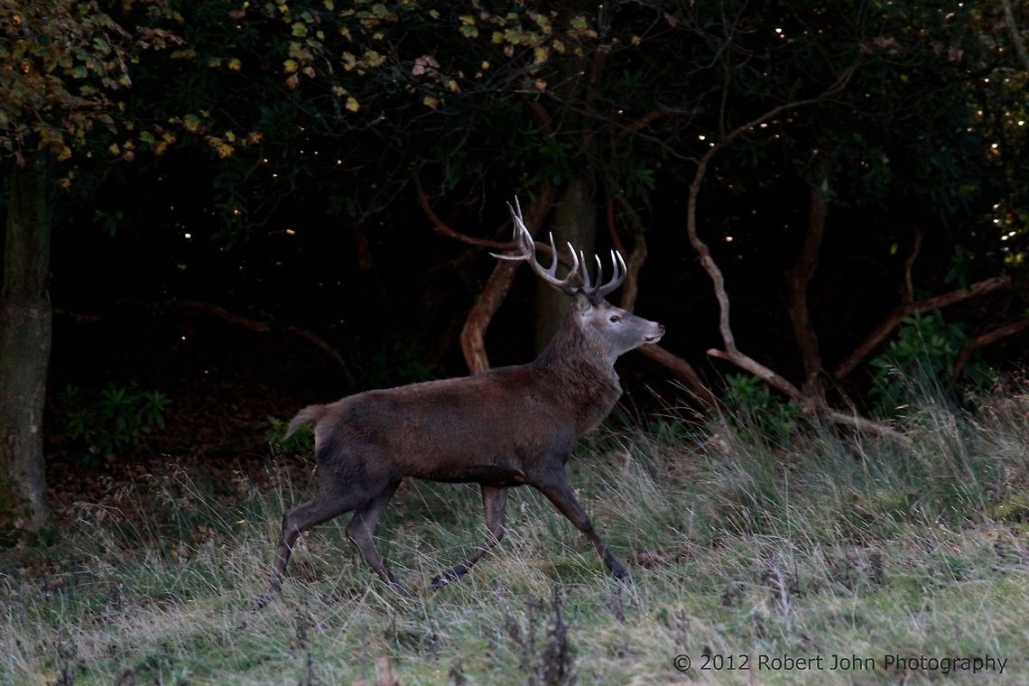 Young stag trotting.  Dama dama,Fallow Deer,Geotagged,United Kingdom