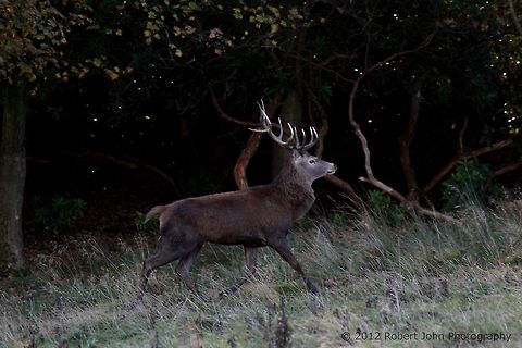 Young stag trotting.  Dama dama,Fallow Deer,Geotagged,United Kingdom
