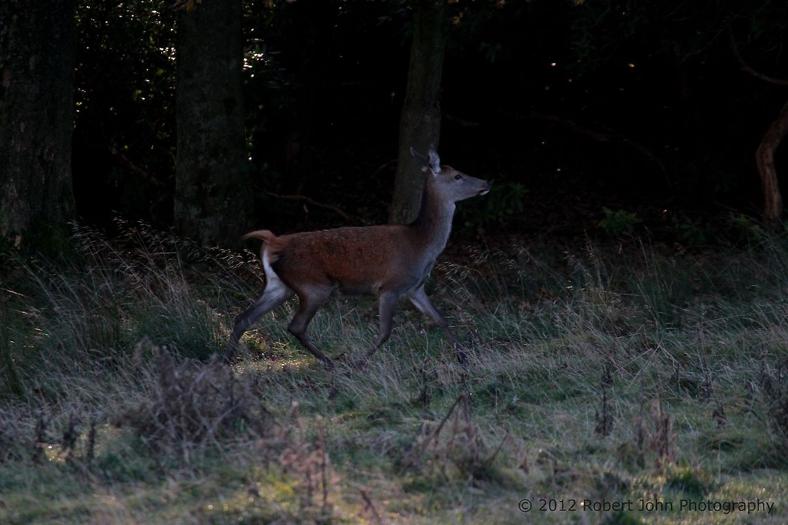 Trotting Deer  Dama dama,Fallow Deer,Geotagged,United Kingdom