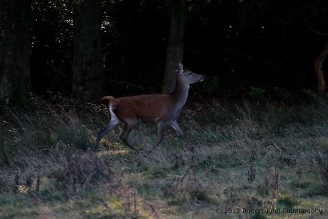 Trotting Deer  Dama dama,Fallow Deer,Geotagged,United Kingdom