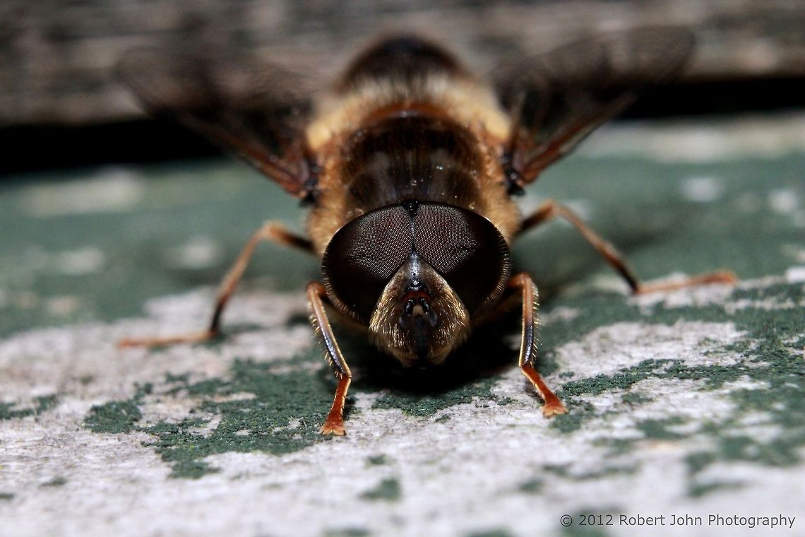 Yellow hoverfly I'm not sure if I'm correct on the species, so if anyone wants to correct me, feel free to do so :) Eristalis intricarius,Geotagged,United Kingdom
