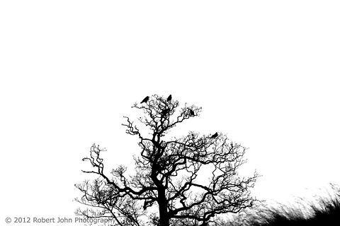 Black and White shot of Crows in a Tree  Carrion Crow,Corvus corone,Geotagged,United Kingdom