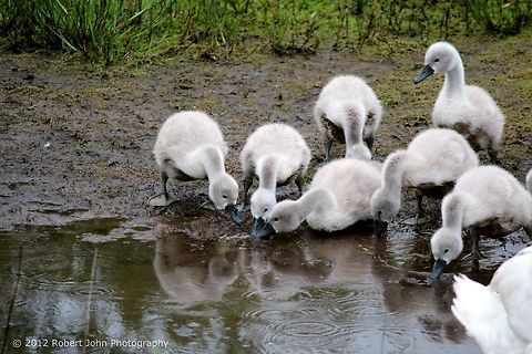 Swanlings  Cygnus olor,Geotagged,Mute Swan,United Kingdom