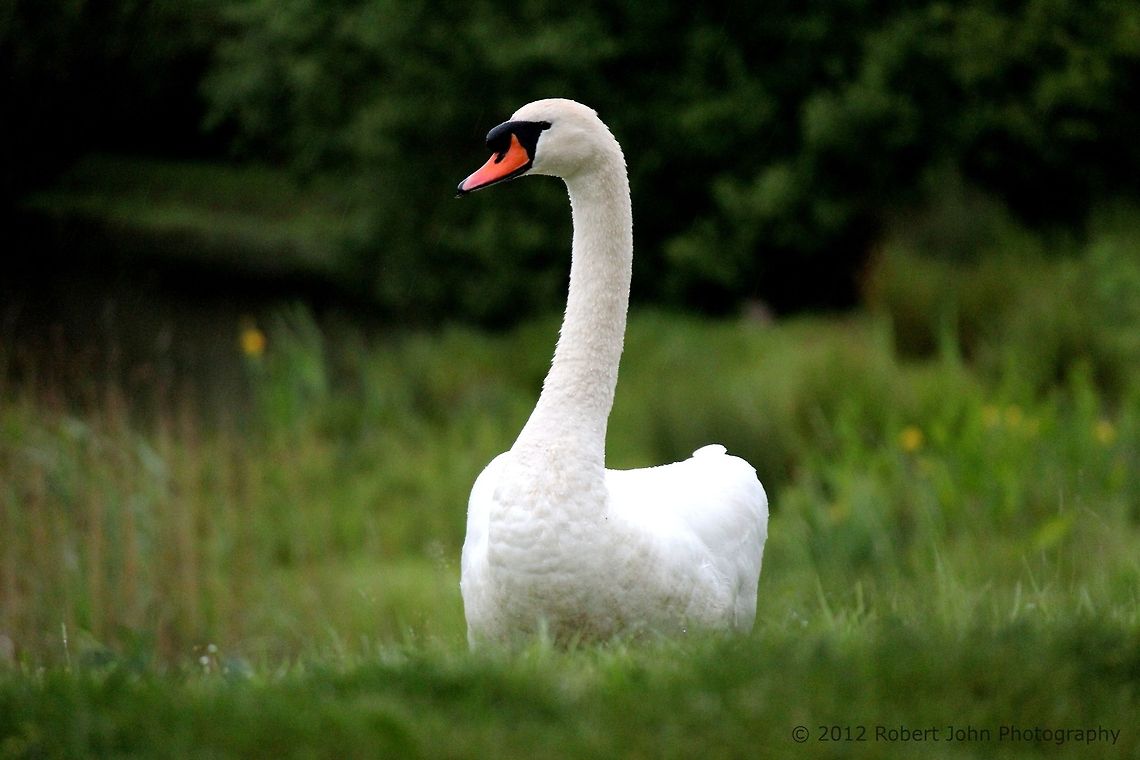 Swan in the Rain  Cygnus olor,Geotagged,Mute Swan,United Kingdom