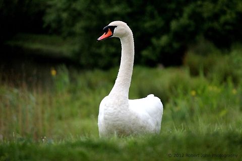 Swan in the Rain  Cygnus olor,Geotagged,Mute Swan,United Kingdom