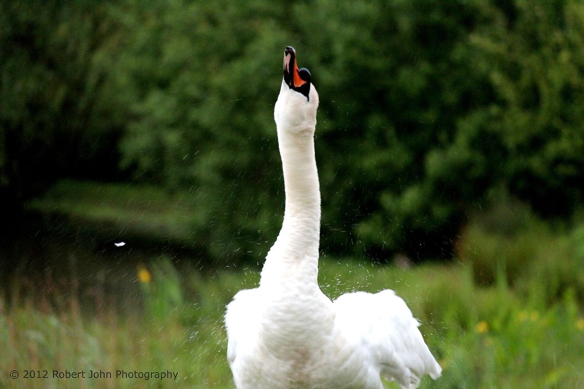 Swan Shaking Feathers  Cygnus olor,Geotagged,Mute Swan,United Kingdom