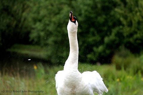 Swan Shaking Feathers  Cygnus olor,Geotagged,Mute Swan,United Kingdom