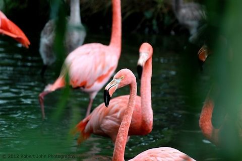 Flamingo  American Flamingo,Geotagged,Phoenicopterus ruber,United Kingdom