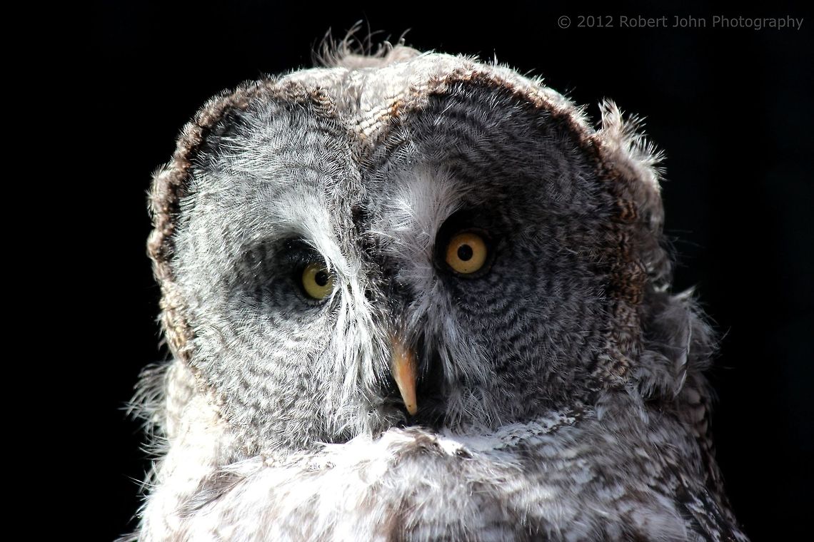 Original colour version of the Great Grey Owl I&#039;m not submitting this for the competition. I just wanted to know if people preferred this to the black and white version. Geotagged,Great Grey Owl,Strix nebulosa,United Kingdom