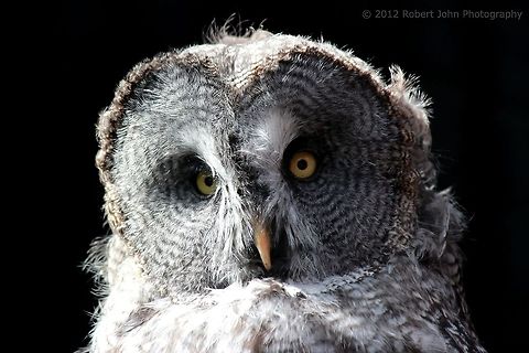 Original colour version of the Great Grey Owl I'm not submitting this for the competition. I just wanted to know if people preferred this to the black and white version. Geotagged,Great Grey Owl,Strix nebulosa,United Kingdom