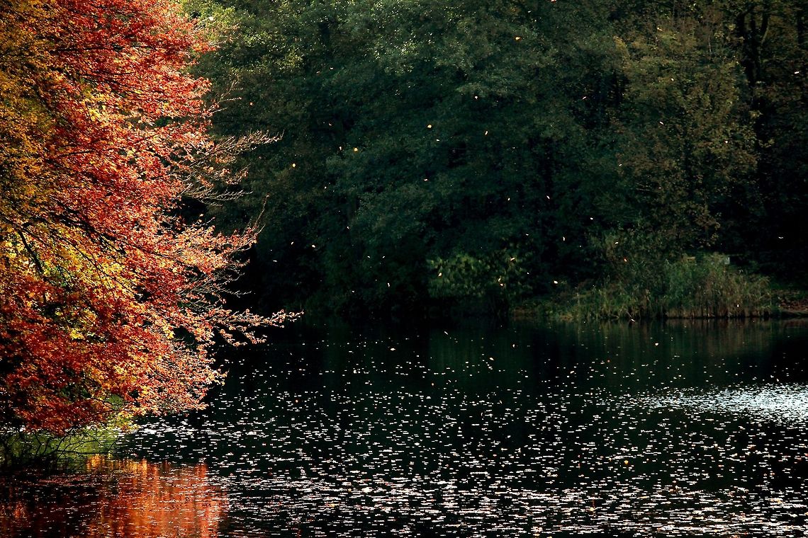 Falling Leaves  Fall,Geotagged,United Kingdom,autumn