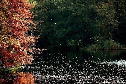 Falling Leaves  Fall,Geotagged,United Kingdom,autumn