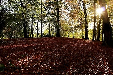 Carpet of Leaves  Fall,Geotagged,United Kingdom,autumn,forest