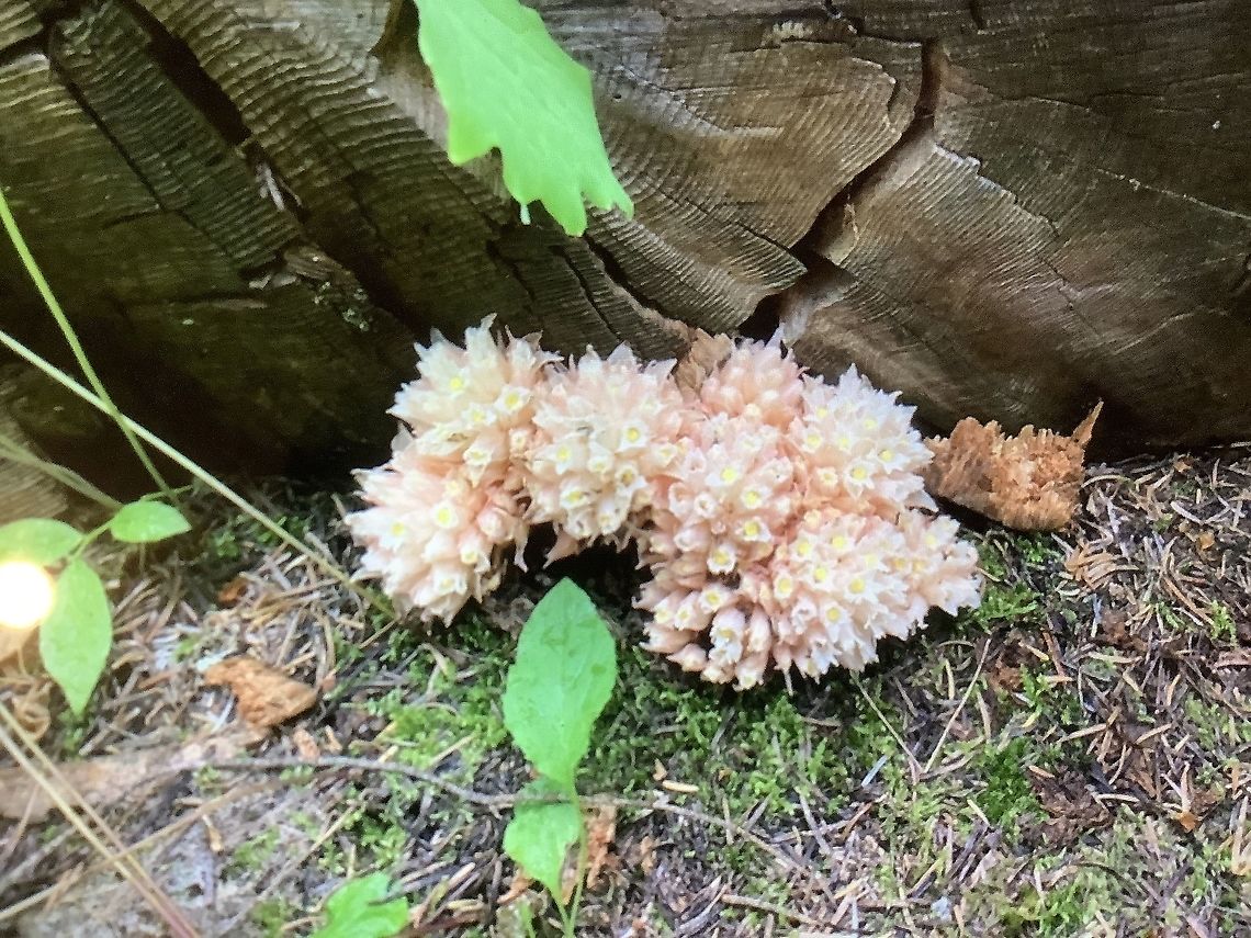 image  Gnome plant,Hemitomes congestum