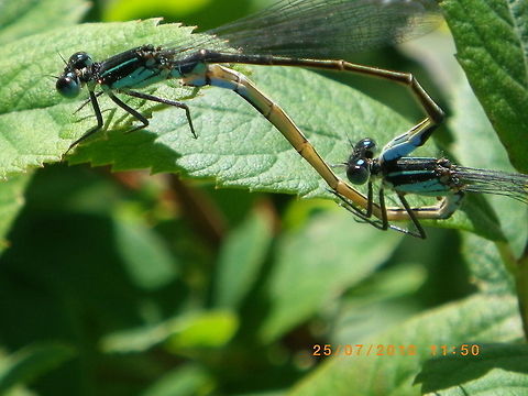 IMGP0016  Geotagged,Norway