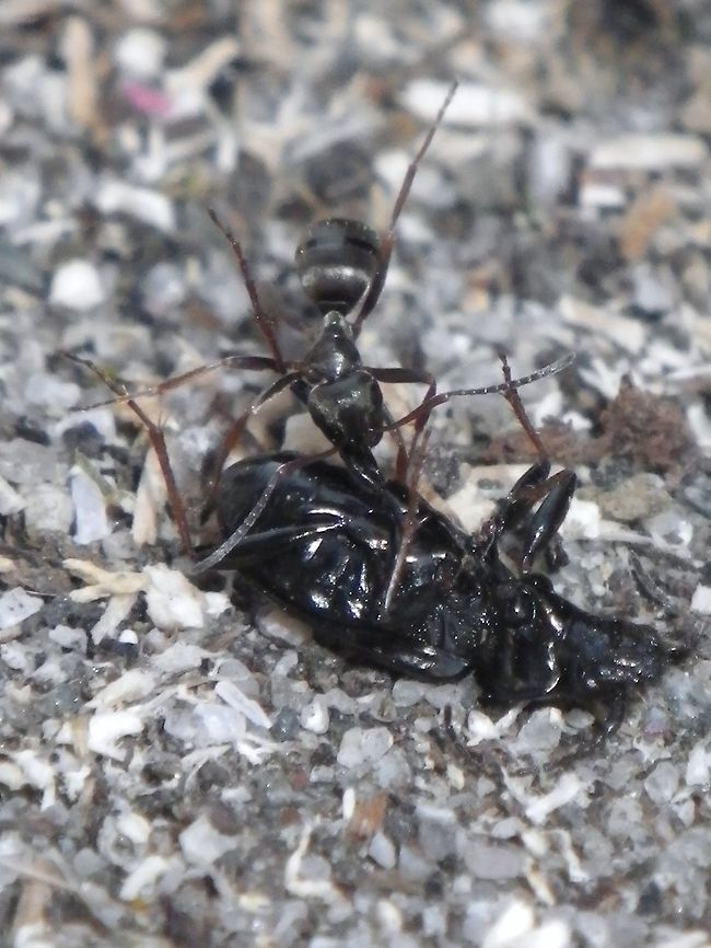 IMGP0414  Geotagged,Norway